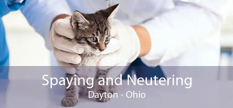 Spaying and Neutering Dayton - Ohio