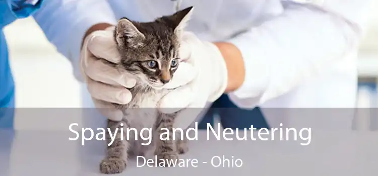 Spaying and Neutering Delaware - Ohio