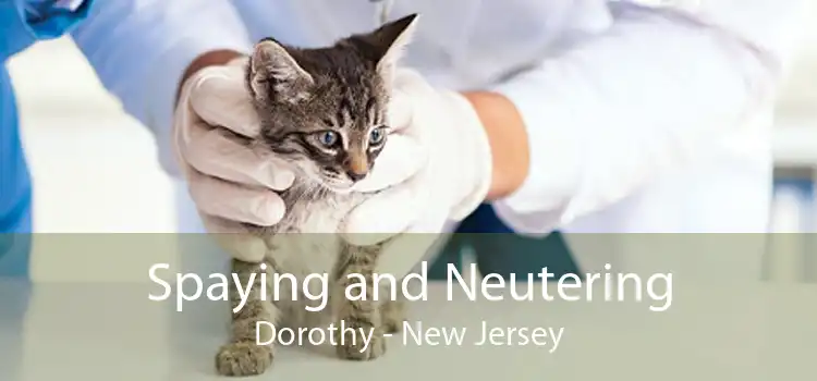 Spaying and Neutering Dorothy - New Jersey