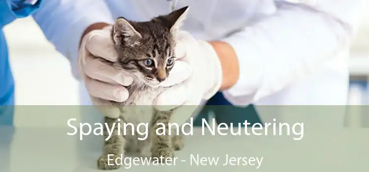 Spaying and Neutering Edgewater - New Jersey