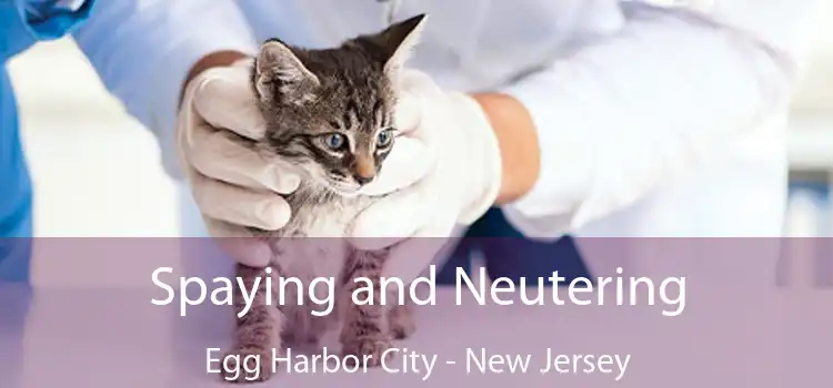 Spaying and Neutering Egg Harbor City - New Jersey