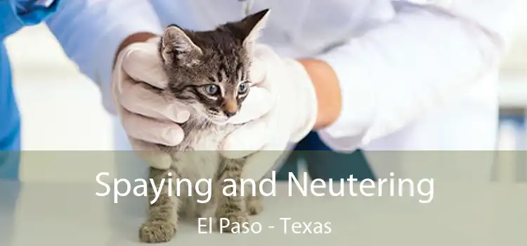 Spaying and Neutering El Paso - Texas