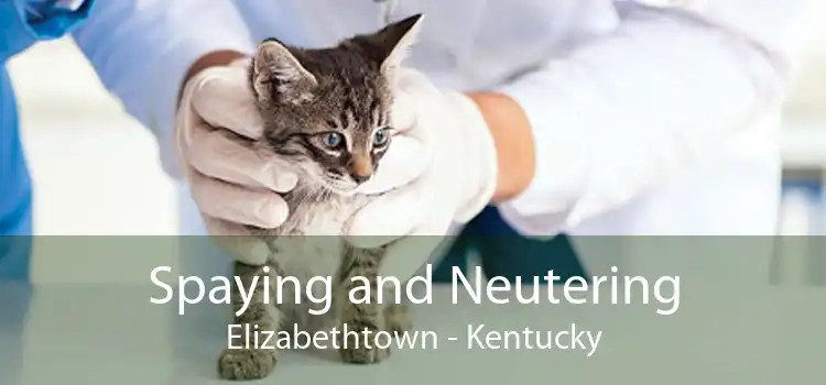 Spaying and Neutering Elizabethtown - Kentucky