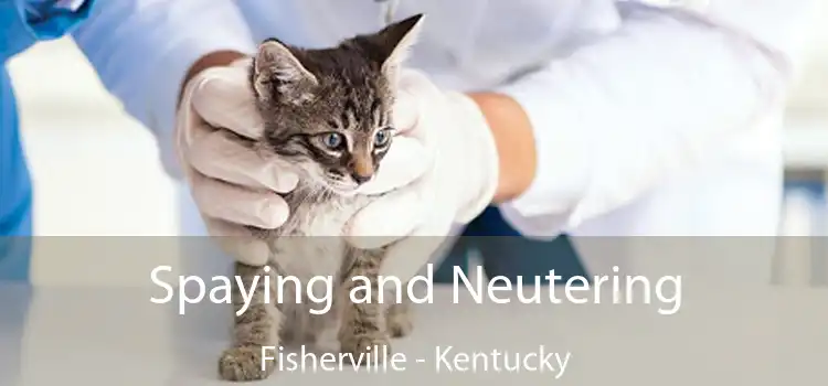 Spaying and Neutering Fisherville - Kentucky
