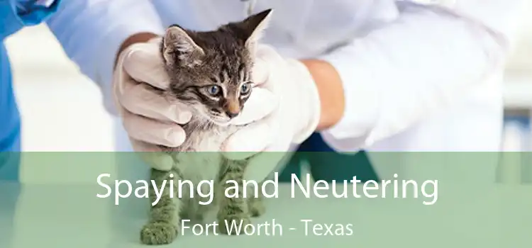 Spaying and Neutering Fort Worth - Texas
