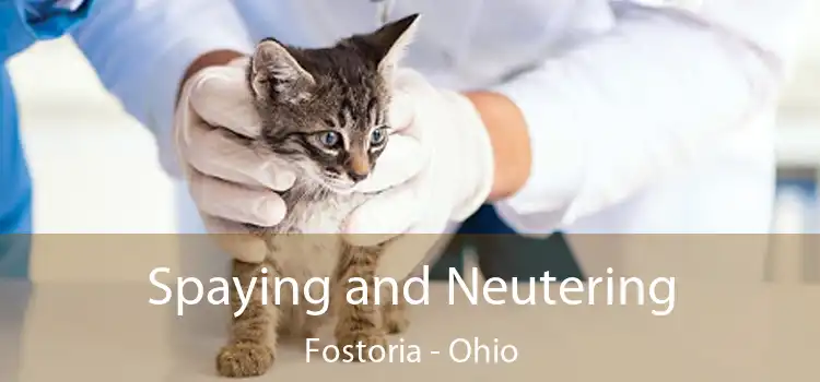 Spaying and Neutering Fostoria - Ohio