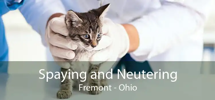 Spaying and Neutering Fremont - Ohio