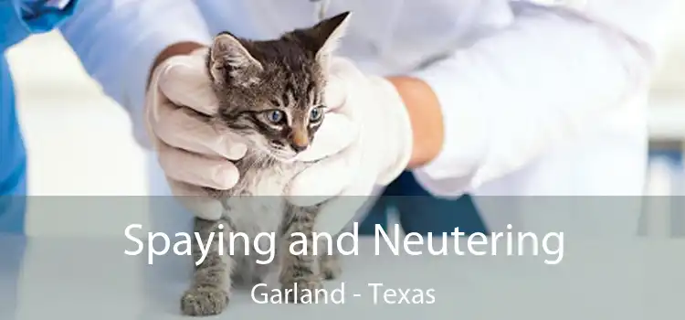 Spaying and Neutering Garland - Texas