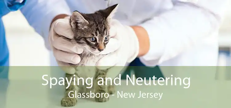 Spaying and Neutering Glassboro - New Jersey