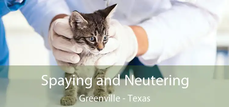 Spaying and Neutering Greenville - Texas