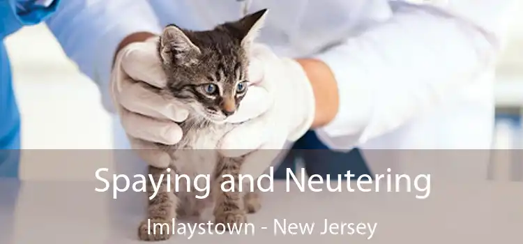 Spaying and Neutering Imlaystown - New Jersey