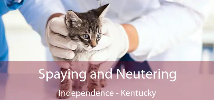Spaying and Neutering Independence - Kentucky