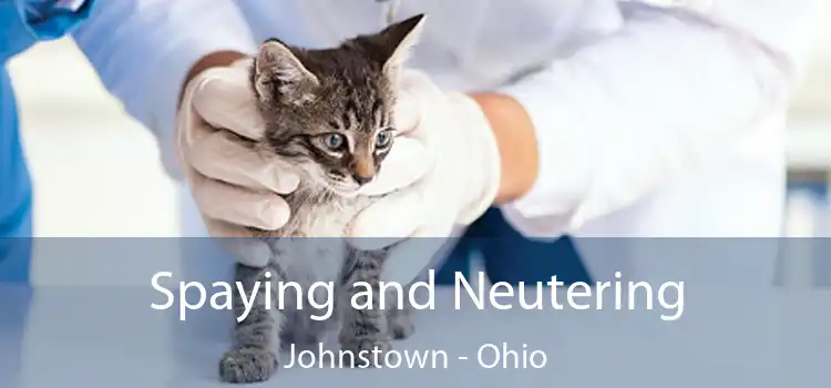 Spaying and Neutering Johnstown - Ohio