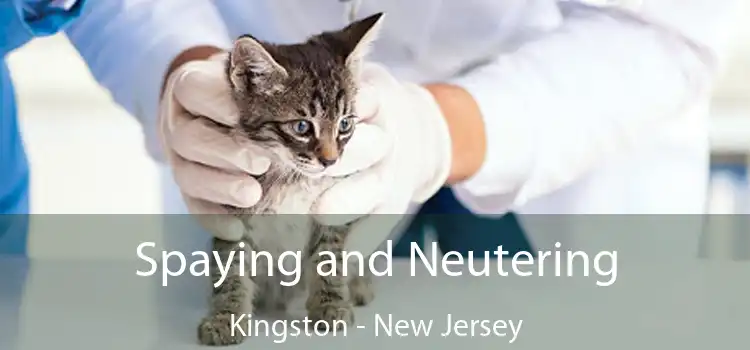 Spaying and Neutering Kingston - New Jersey