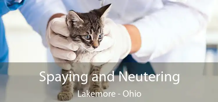 Spaying and Neutering Lakemore - Ohio