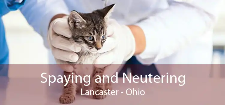 Spaying and Neutering Lancaster - Ohio