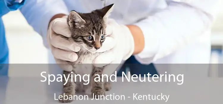 Spaying and Neutering Lebanon Junction - Kentucky