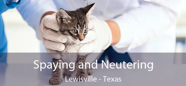 Spaying and Neutering Lewisville - Texas