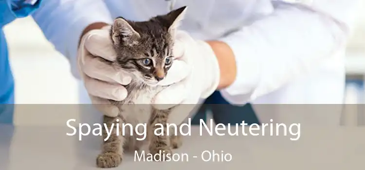 Spaying and Neutering Madison - Ohio