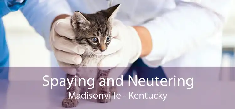 Spaying and Neutering Madisonville - Kentucky