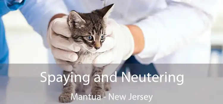 Spaying and Neutering Mantua - New Jersey