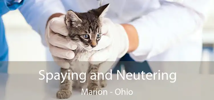 Spaying and Neutering Marion - Ohio