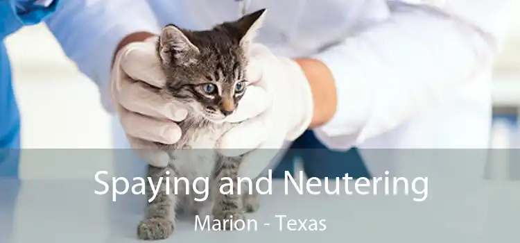 Spaying and Neutering Marion - Texas