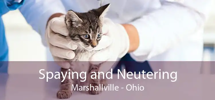 Spaying and Neutering Marshallville - Ohio