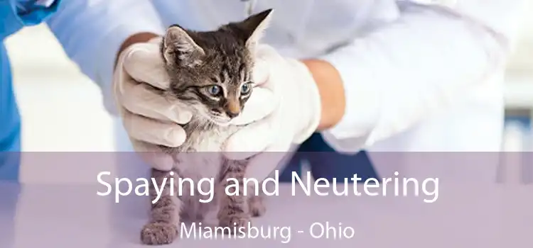 Spaying and Neutering Miamisburg - Ohio