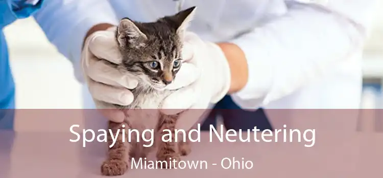 Spaying and Neutering Miamitown - Ohio