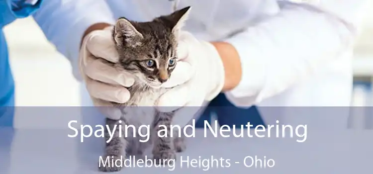 Spaying and Neutering Middleburg Heights - Ohio