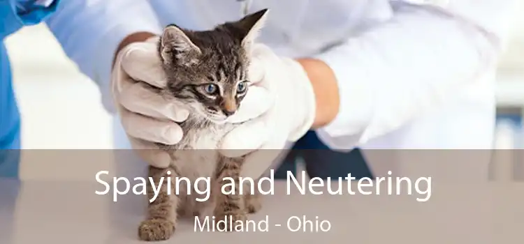 Spaying and Neutering Midland - Ohio