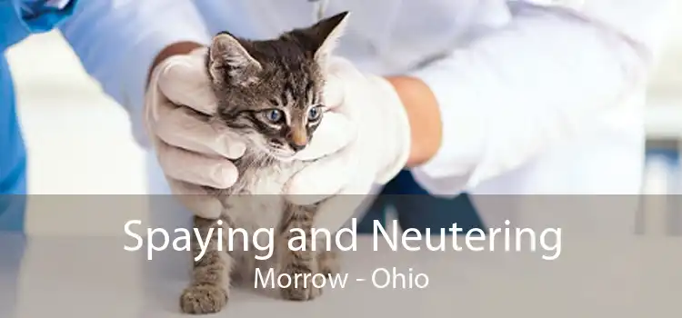 Spaying and Neutering Morrow - Ohio