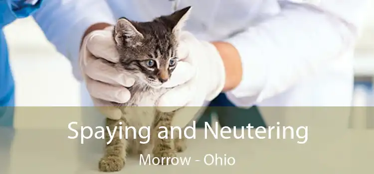 Spaying and Neutering Morrow - Ohio