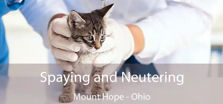 Spaying and Neutering Mount Hope - Ohio
