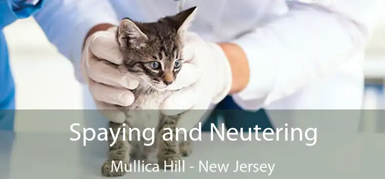Spaying and Neutering Mullica Hill - New Jersey