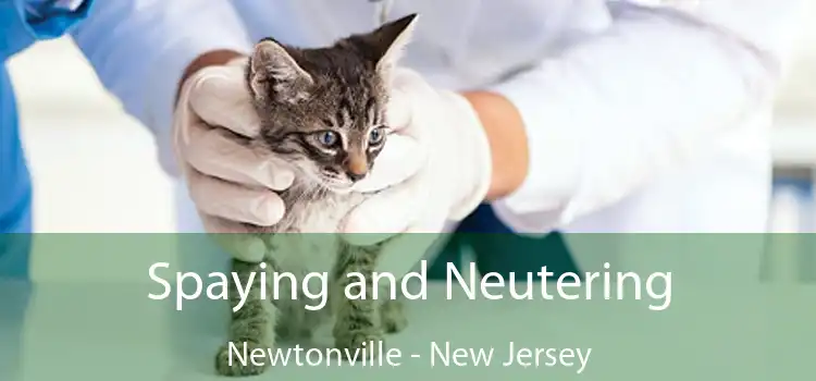 Spaying and Neutering Newtonville - New Jersey