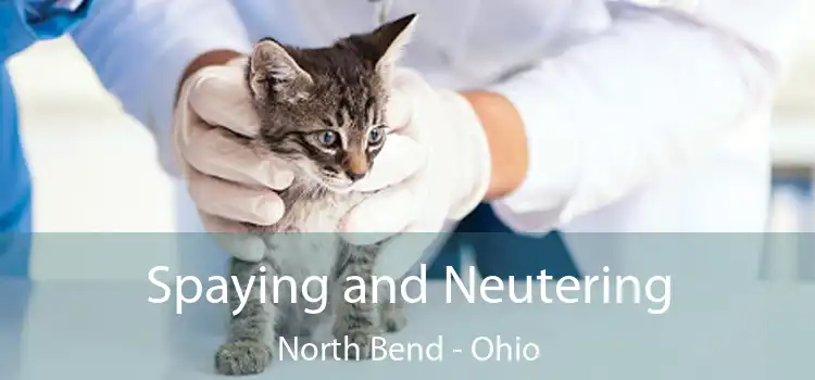 Spaying and Neutering North Bend - Ohio