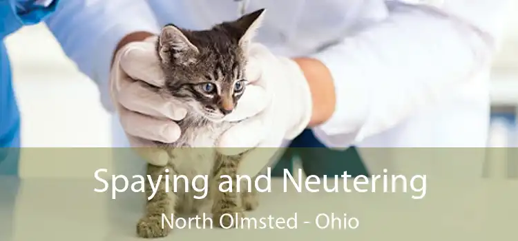 Spaying and Neutering North Olmsted - Ohio
