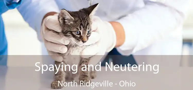 Spaying and Neutering North Ridgeville - Ohio