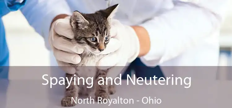 Spaying and Neutering North Royalton - Ohio