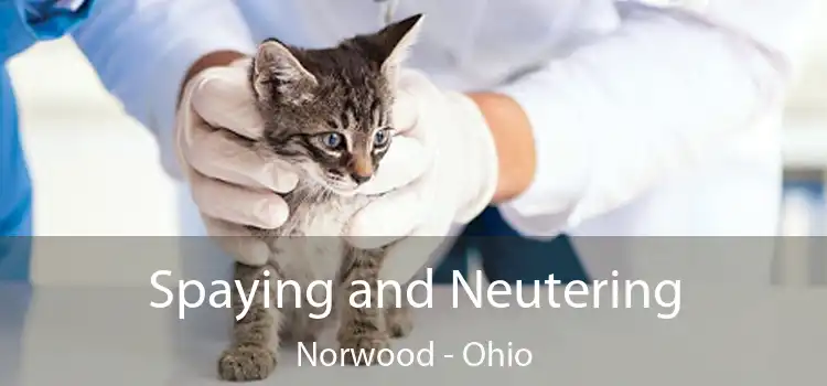 Spaying and Neutering Norwood - Ohio