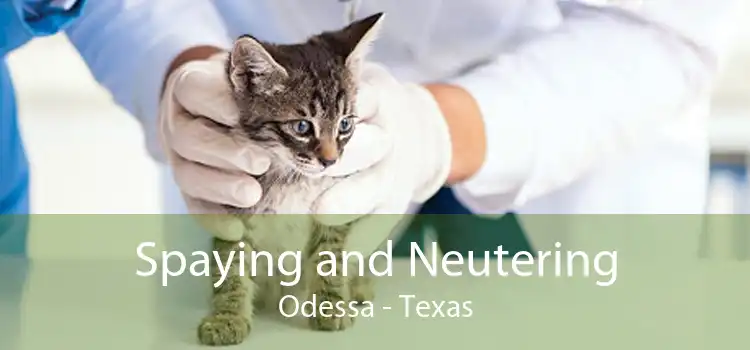 Spaying and Neutering Odessa - Texas