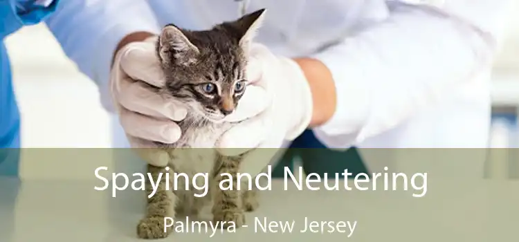 Spaying and Neutering Palmyra - New Jersey