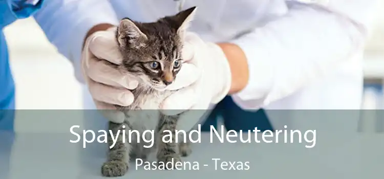 Spaying and Neutering Pasadena - Texas