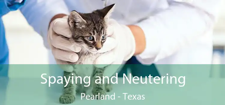 Spaying and Neutering Pearland - Texas