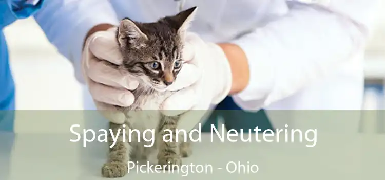 Spaying and Neutering Pickerington - Ohio