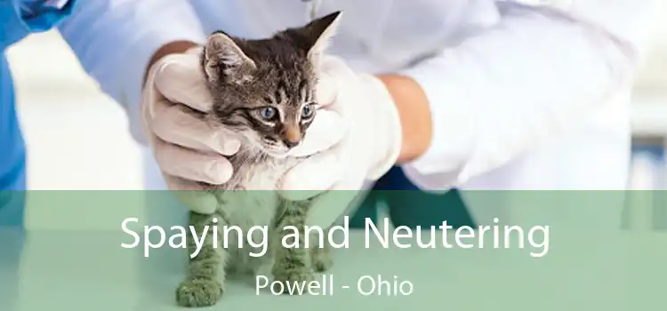 Spaying and Neutering Powell - Ohio