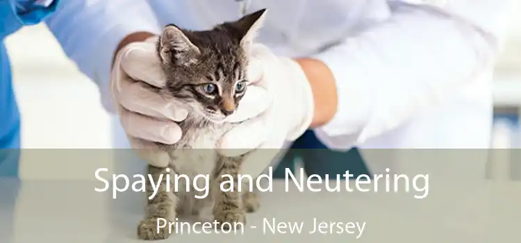 Spaying and Neutering Princeton - New Jersey