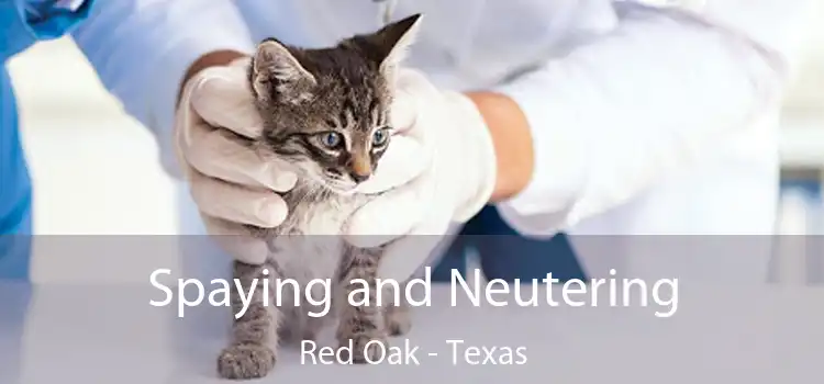 Spaying and Neutering Red Oak - Texas